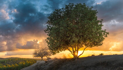 Beautiful sunset landscape with amazing clouds and a sunburst through the terebinth trees on Tel...