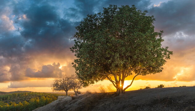Beautiful sunset landscape with amazing clouds and a sunburst through the terebinth trees on Tel Azekah overlooking the Britannia Park forest; Valley of Elah, Central Israel