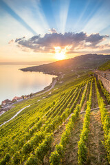 Vineyards in Lavaux region, Switzerland