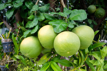 Pomeloes Produce on Tree