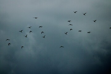 flock of birds