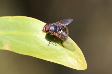 Lesser Brown Blowfly (Calliphora augur)on Acacia leaf, South Australia