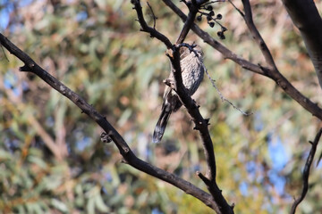 Little Wattlebird juvenile (Anthochaera chrysoptera) in gum tree, South Australia