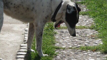 Perro bostezando