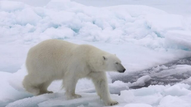 A big polar bear walking on ice, close to camera, looking at camera