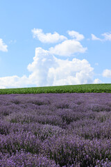 Naklejka na ściany i meble Lavender field and blue sky