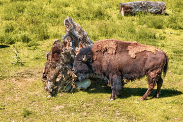 Bison  here in Montana.

