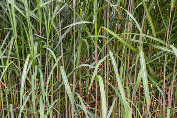 Green cane filled whole background, green background