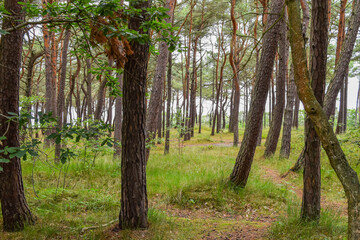 Pine forest after the rain