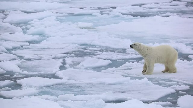 A polar bear walks on floating ice blocks, sniffs in the air