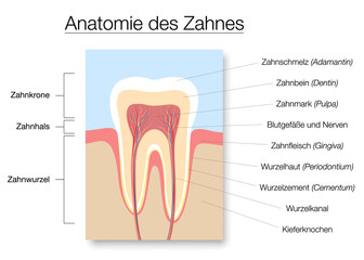 Tooth anatomy, german names, medical labeled cross section chart with enamel, dentin, pulp, gingiva, blood vessels and nerves. Vector illustration on white. 
