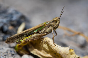 Locust Macro photo. Insect (lat. Dociostaurus moroccanus) close-up. The body structure of the locust. The texture of the surface of the insect. Gray-brown locust. Pest of crops and crops. Bokeh
