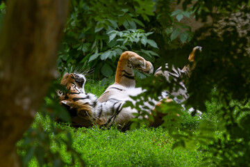 The portrait rare Sumatran Tiger. Inhabits the Indonesian island of Sumatra. Large tiger rests on sunny day in the zoo.