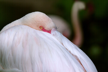 Fototapeta premium Flamingo portrait. Pink flamingos against over dark water.