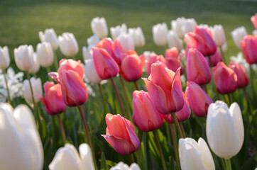 beautiful pink and white tulips flower bed in the green spring garden