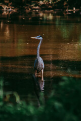 great blue heron in the water