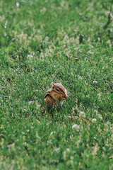 chipmunk on the grass