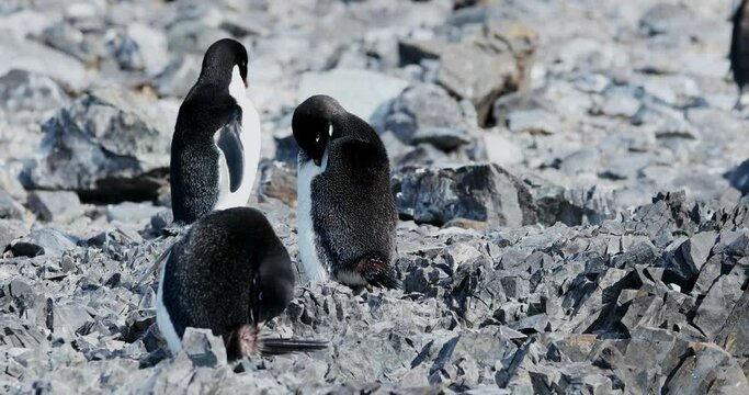 MS Adelie Penguins (Pygoscelis adeliae) on rocks at Hope Bay / Antarctic Peninsula, Antarctica