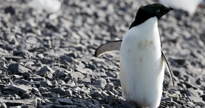 MS Adelie Penguin (Pygoscelis adeliae) on rocks at Hope Bay / Antarctic Peninsula, Antarctica