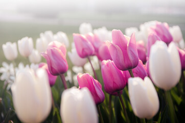 beautiful pink and white tulips flower bed in the green spring garden