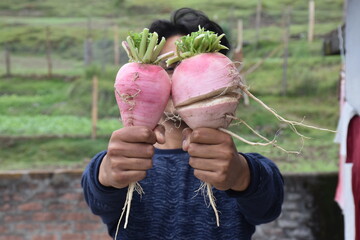 hands holding a bunch of radishes in the garden