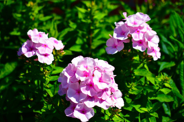Red flowers of mallow and Phlox paniculata in the garden