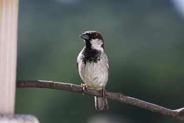 Obraz premium Sparrow on a twig