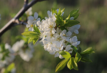 Obraz na płótnie Canvas blossoming apple tree
