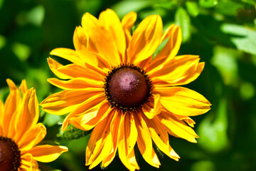 Yellow decorative sunflower flowers in the garden in summer