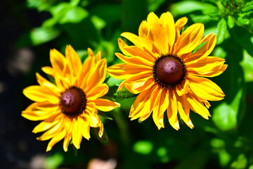 Yellow decorative sunflower flowers in the garden in summer