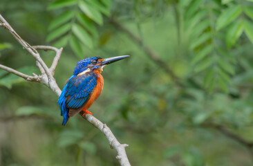 Birds in nature with beautiful blue color Blue-eared Kingfisher (Alcedo meninting)