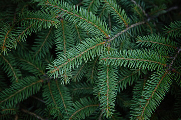 Branches of blue spruce close-up view. Christmas background.