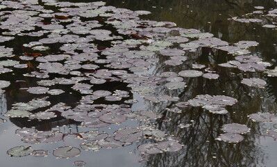 The cherry blossoming and lotus leaves on the water surface of the pond in Sapporo Japan