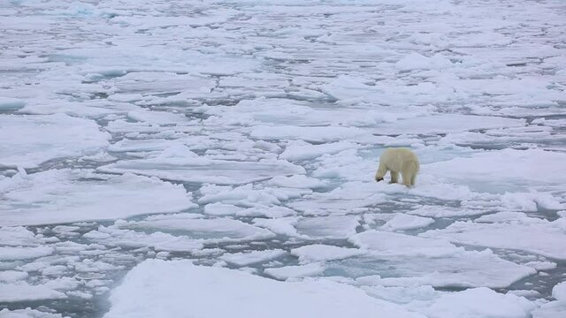 A polar bear walks on floating ice blocks that swing with the waves