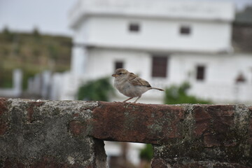 sparrow on a fence