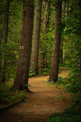path in the woods