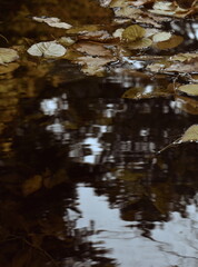 The fluid canvas of the reflective leaves on the water surface of the pond in Sapporo Japan