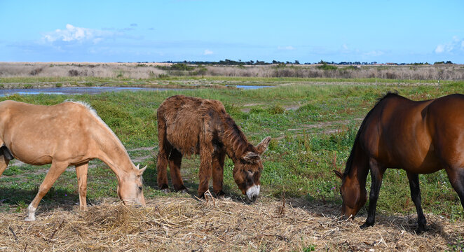 Ane du Poitou et cheval sur l'Ile de R&eacute;