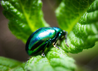 Blue Shield Bug Macro photography