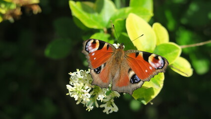 Red Admiral butterfly
