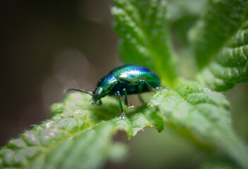 Blue Shield Bug wearing Nice Shoes Macro photography