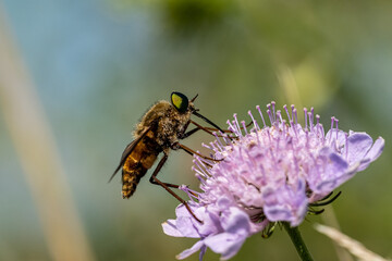 Insetti al lavoro