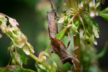 Brown Shield Bugs are making love