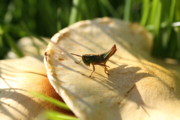 Grasshopper on a mushroom