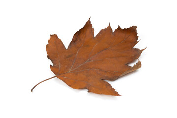 Yellow maple leaf as an autumn symbol. Isolated on white.