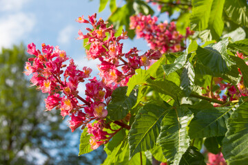 Obraz premium Beautiful Flower of chestnut tree. Pink flower on tree in garden