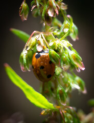 ladybird is hiding from the rain macro photography