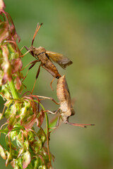 Brown Shield bug making love macro photography