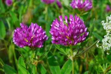 Fototapeta premium clover up of a flower