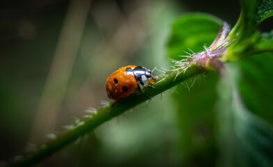 Lady Bird Getting wet macro photography